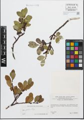 Foto von Salix glabra Scop.